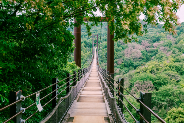 La Voie Sacrée des Dieux, du Torii Flottant de Miyajima au Divin Fuji - 5