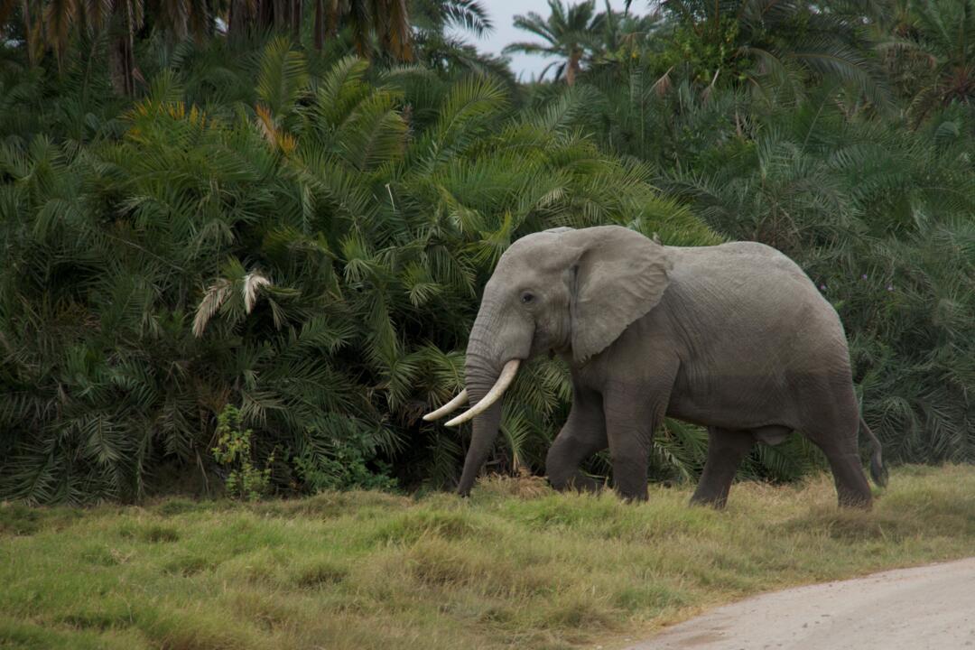 Safari Privatif - Sérénité Tanzanienne et extension Villa Kiva Boutique Hotel 4*
