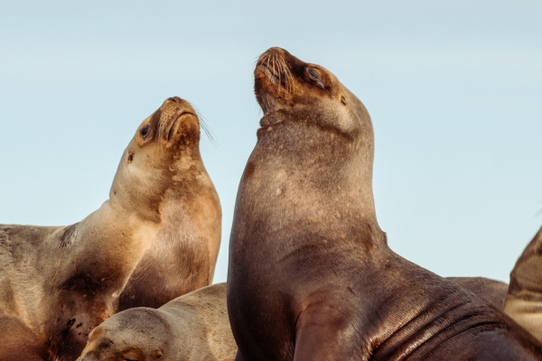 FLEX Circuit On dirait le Sud... Argentin ! - 11