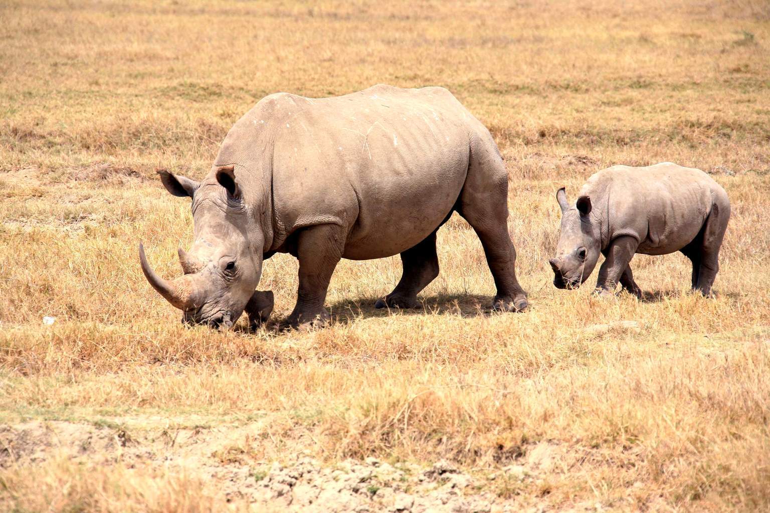 Kenya - Mon Safari Privé Horizons Kenyans&Mon French Club Mandarin Resort Zanzibar 4*