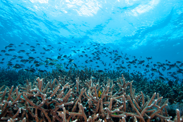 FLEX Combiné Des Rizières de l'île des Dieux aux eaux turquoise de Nusa Penida - 35