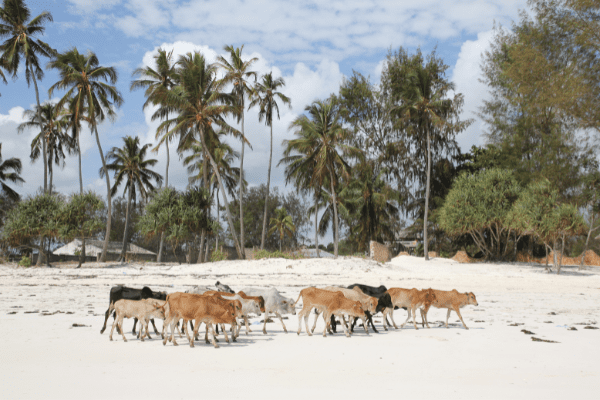 Hôtel Tanzanie à Zanzibar, circuit des ocres de tanzanie a zanzibar