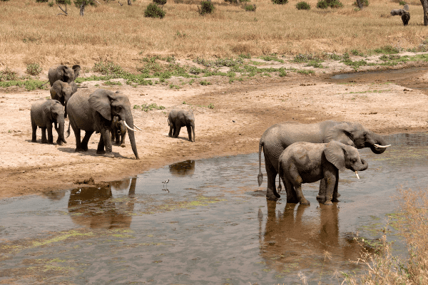 Tanzanie - Circuit Des Charmes de la Savane Africaine à l'île aux Epices, plages de Kiwengwa en Privatif